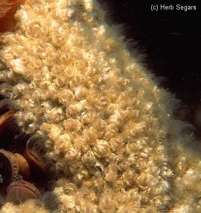 Ivory Barnacles