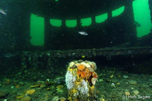 Shipwreck Lana Carol