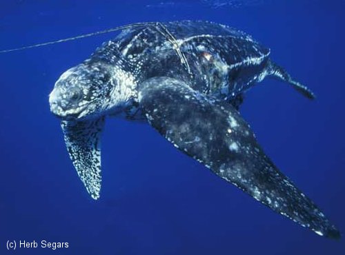 Leatherback Sea Turtle