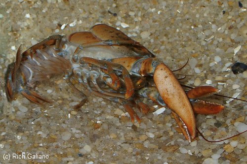 Lobster Molting