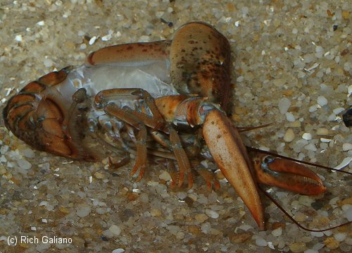 Lobster Molting