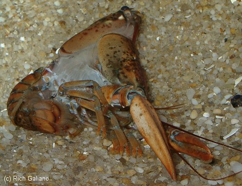 Lobster Molting