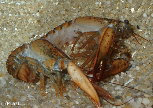 Lobster Molting