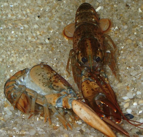 Lobster Molting