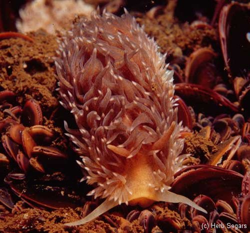 Nudibranchs