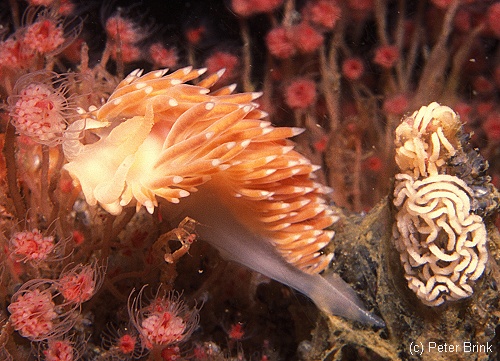 Maned Nudibranch