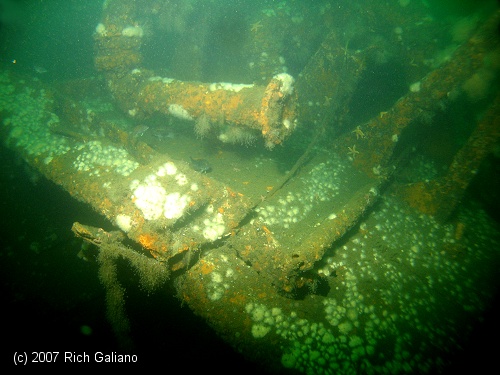 Molasses Barge reef