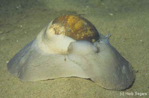 Moon Snail