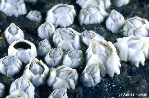 Northern Rock Barnacles