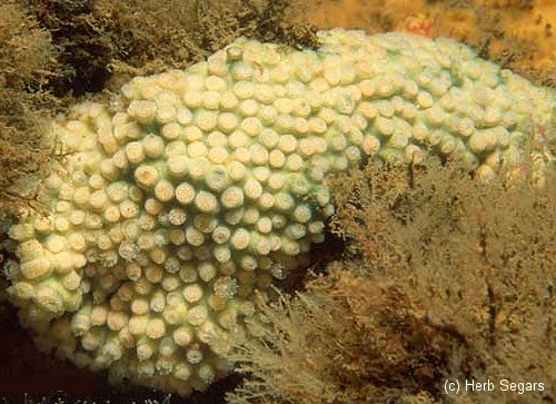 Northern Coral