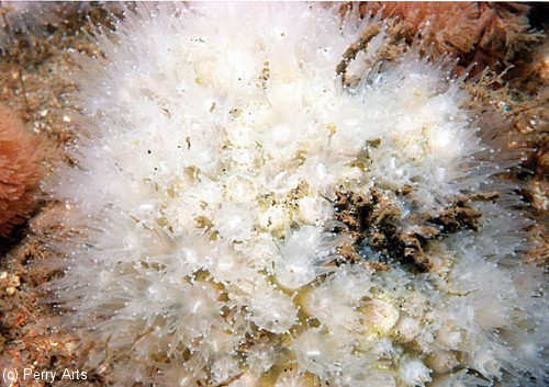 Northern Coral