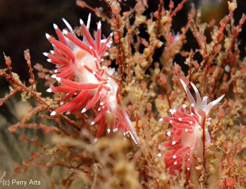 Nudibranchs