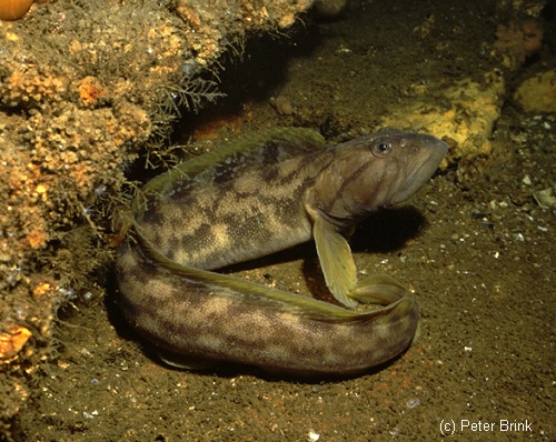 Ocean Pout