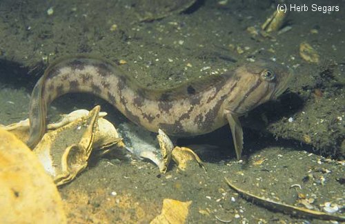 Ocean Pout