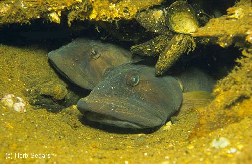 Ocean Pout