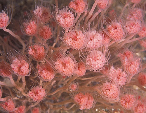 Hydroids