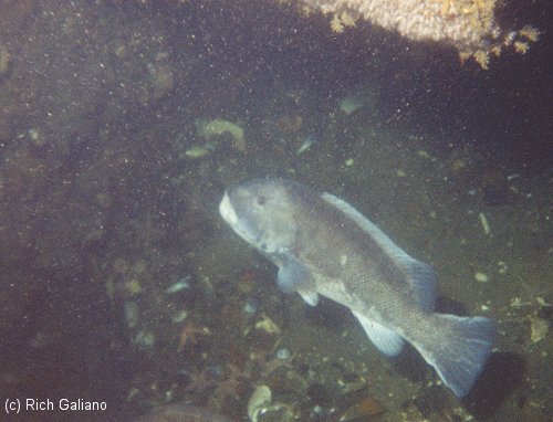 Blackfish (1/2) ~ New Jersey Scuba Diving