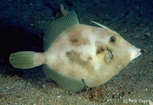 Filefish