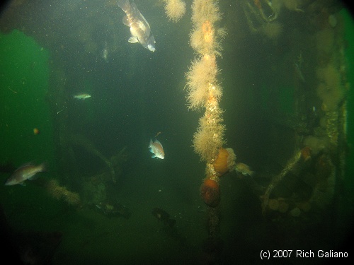 Redbird Subway Cars Reef - interior - underwater 3 years after sinking