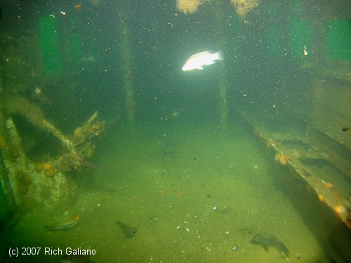 Redbird Subway Cars Reef - interior - underwater 3 years after sinking