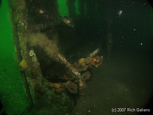 Redbird Subway Cars Reef - interior - underwater 3 years after sinking