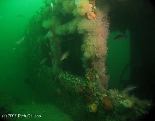 Redbird Subway Cars Reef - underwater 3 years after sinking