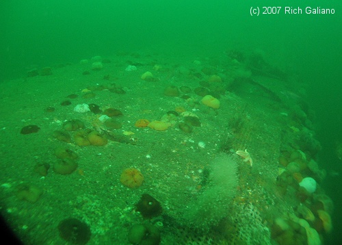 Redbird Subway Cars Reef - underwater 3 years after sinking