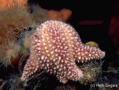 Sea Star feeds on a Blue Mussel