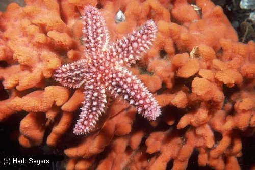 Sea Star crawls over a Red Beard sponge