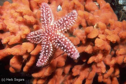 Red Beard Sponge