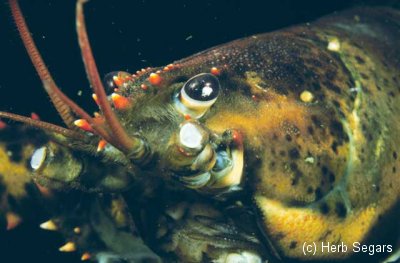 Eye to eyestalk with a lobster