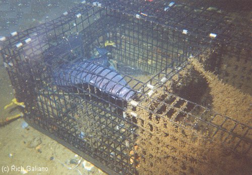 modern wire lobster trap