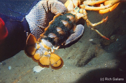 Female lobster with egg mass