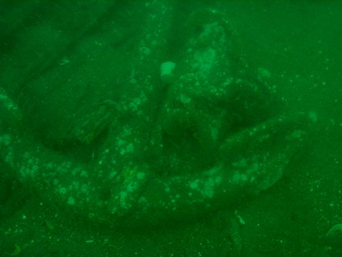 Shipwreck Sea Girt Wreck