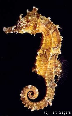 Northern Seahorse