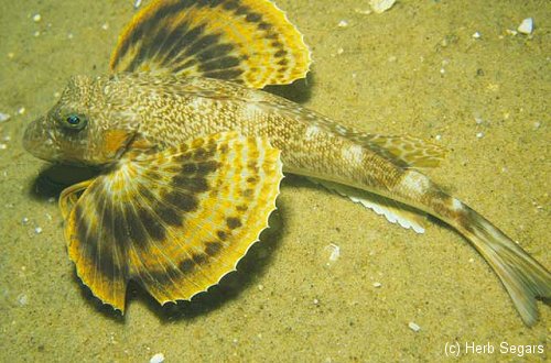 Northern Sea Robin