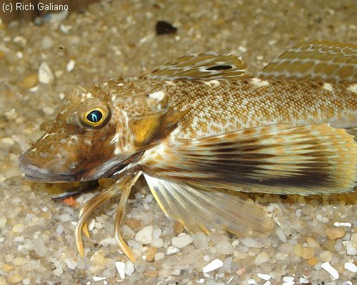 Northern Sea Robin