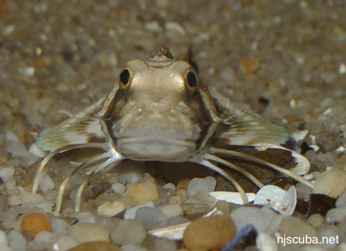 Northern Sea Robin