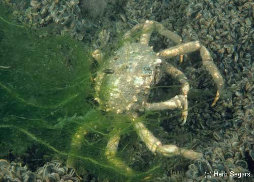 Spider Crab