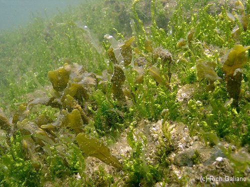 Marine algae
