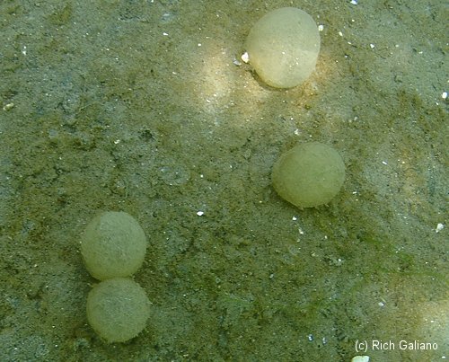 Another potential climate casualty: Beloved fluffy balls of algae