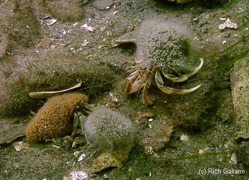 Hermit Crabs covered with hydroids