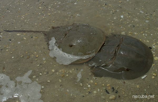 Horseshoe Crab