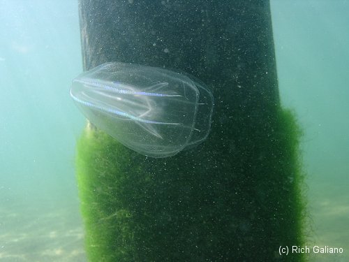 comb jelly