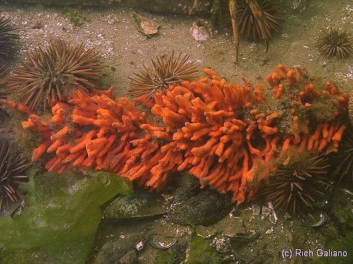 Urchins and sponges