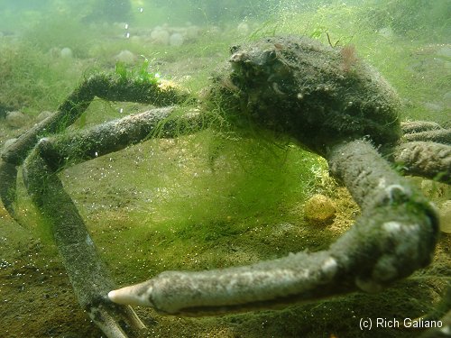 Spider Crab