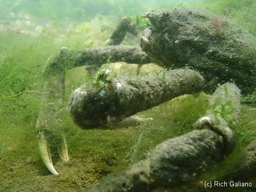 Spider Crab