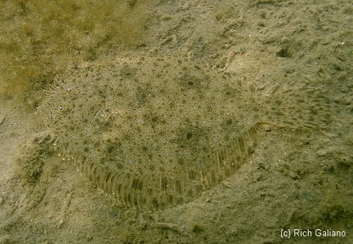 Winter Flounder ~ New Jersey Scuba Diving