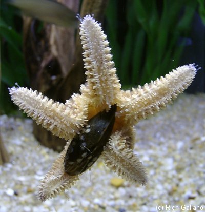 Starfish eating mussel