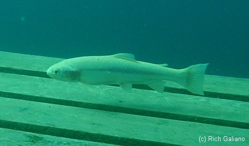 Albino Trout